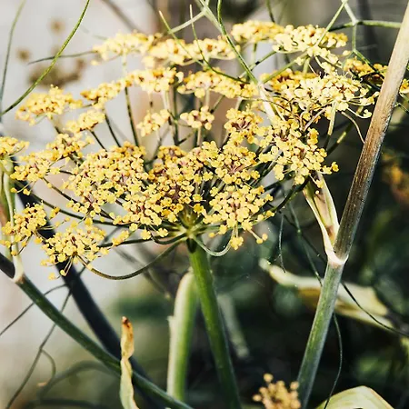 Apart-hotel Boutique & Gaestehaus Le Rossignol Efringen-Kirchen